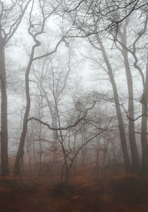 foggy forest, fog Wallpaper 1640x2360