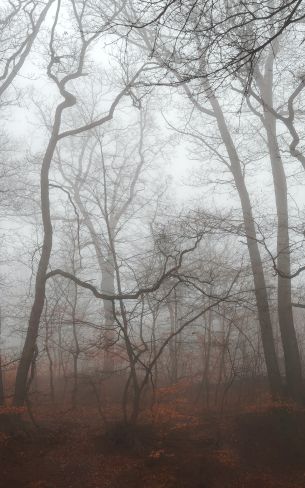 foggy forest, fog Wallpaper 1200x1920