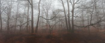 foggy forest, fog Wallpaper 3440x1440
