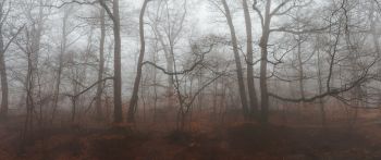 foggy forest, fog Wallpaper 2560x1080