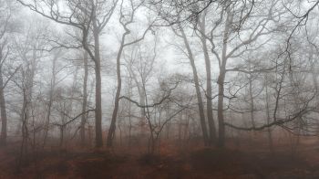 Обои 1920x1080 туманный лес, туман