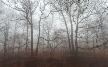 Обои 1920x1200 туманный лес, туман