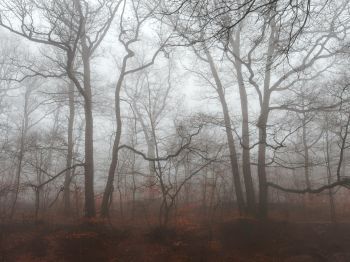 foggy forest, fog Wallpaper 1024x768