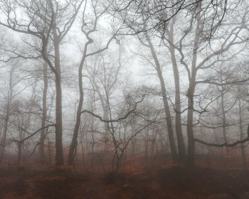 foggy forest, fog Wallpaper 1280x1024