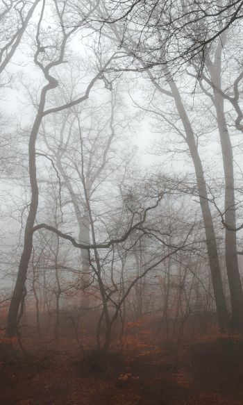 Обои 1200x2000 туманный лес, туман