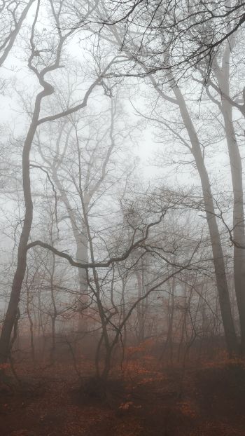 Обои 750x1334 туманный лес, туман