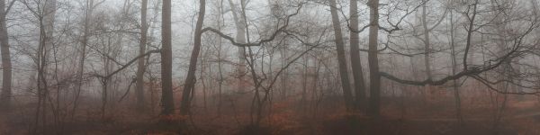 foggy forest, fog Wallpaper 1590x400
