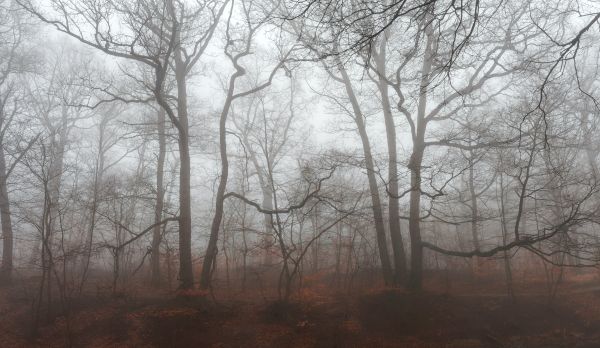 foggy forest, fog Wallpaper 6200x3601