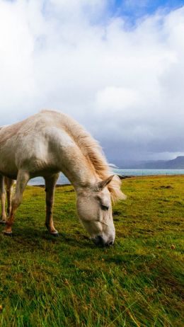 Обои 720x1280 лошадь, пастбище, Исландия