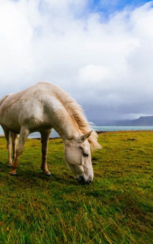 Обои 800x1280 лошадь, пастбище, Исландия