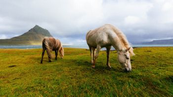 Обои 1366x768 лошадь, пастбище, Исландия