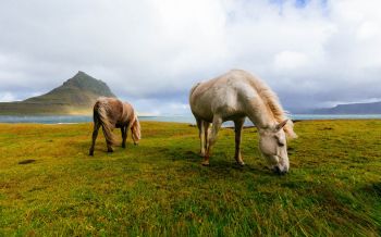 Обои 1920x1200 лошадь, пастбище, Исландия
