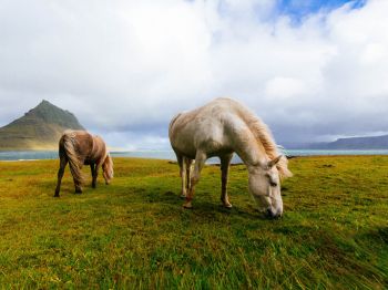 Обои 1024x768 лошадь, пастбище, Исландия