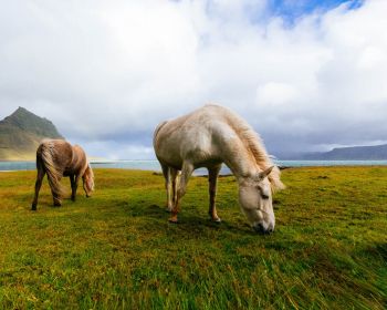 Обои 1280x1024 лошадь, пастбище, Исландия