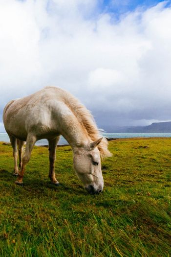 Обои 640x960 лошадь, пастбище, Исландия