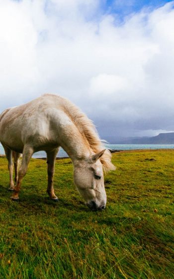 horse, pasture, Iceland Wallpaper 800x1280