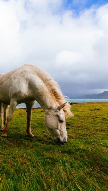 Обои 640x1136 лошадь, пастбище, Исландия