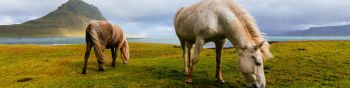 Обои 1590x400 лошадь, пастбище, Исландия