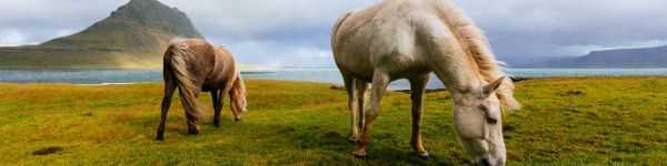 horse, pasture, Iceland Wallpaper 1590x400