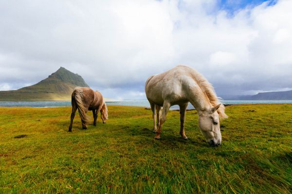 Обои 1920x1280 лошадь, пастбище, Исландия