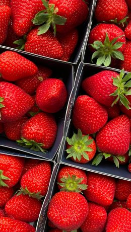 strawberry, berry, red Wallpaper 640x1136