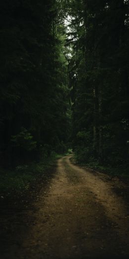 path in the forest, green, gloomy Wallpaper 720x1440