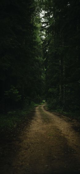 path in the forest, green, gloomy Wallpaper 1284x2778