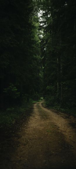path in the forest, green, gloomy Wallpaper 1080x2400