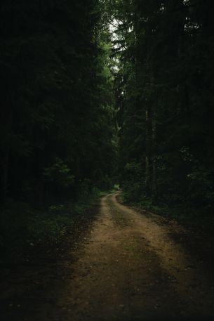 path in the forest, green, gloomy Wallpaper 3712x5568