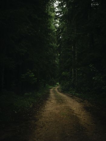 path in the forest, green, gloomy Wallpaper 1620x2160