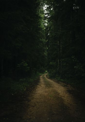 path in the forest, green, gloomy Wallpaper 1668x2388