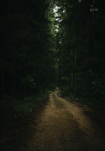 path in the forest, green, gloomy Wallpaper 1640x2360
