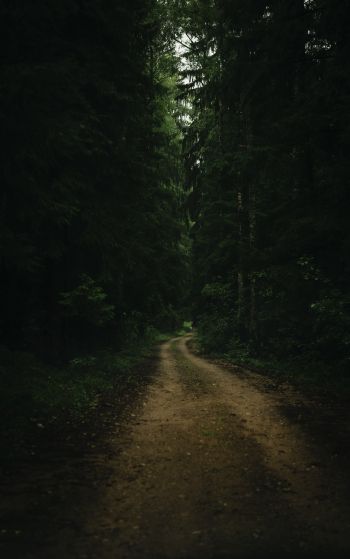 path in the forest, green, gloomy Wallpaper 1752x2800