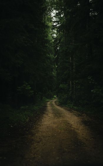 path in the forest, green, gloomy Wallpaper 1200x1920