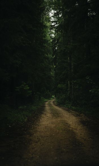 path in the forest, green, gloomy Wallpaper 1200x2000