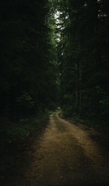 path in the forest, green, gloomy Wallpaper 600x1024