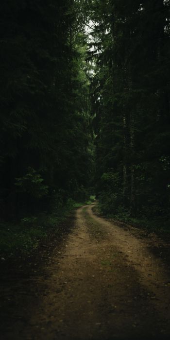 path in the forest, green, gloomy Wallpaper 720x1440