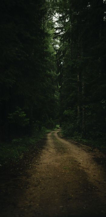path in the forest, green, gloomy Wallpaper 1080x2220