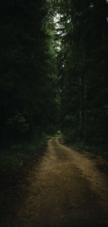 path in the forest, green, gloomy Wallpaper 1440x3040