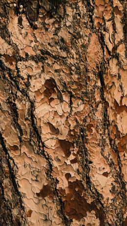 tree bark, wood, brown Wallpaper 640x1136