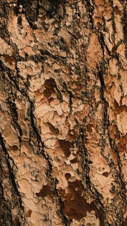tree bark, wood, brown Wallpaper 1440x2560