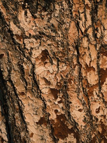 tree bark, wood, brown Wallpaper 1620x2160