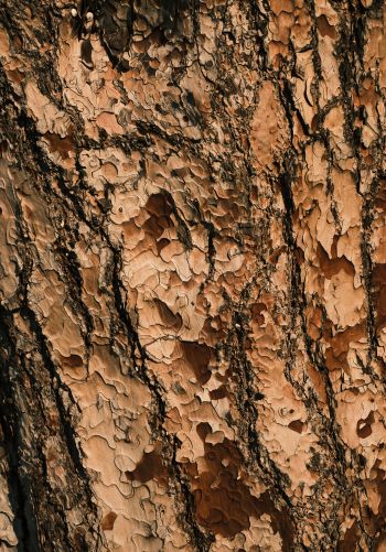 tree bark, wood, brown Wallpaper 1668x2388