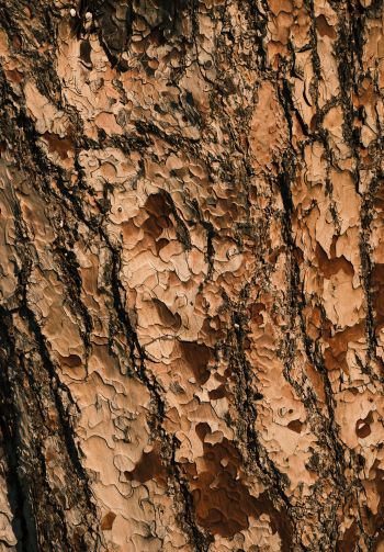 tree bark, wood, brown Wallpaper 1640x2360