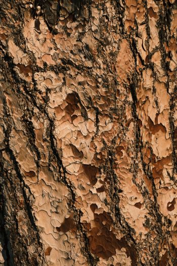Обои 640x960 кора дерева, древесина, коричневый
