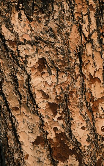 tree bark, wood, brown Wallpaper 1752x2800