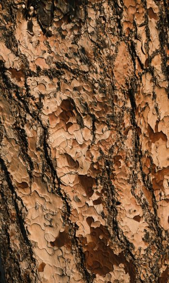 tree bark, wood, brown Wallpaper 1200x2000
