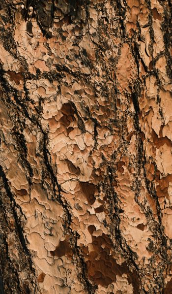 tree bark, wood, brown Wallpaper 600x1024