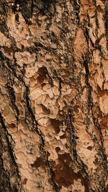 tree bark, wood, brown Wallpaper 640x1136
