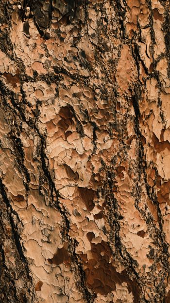 tree bark, wood, brown Wallpaper 1080x1920
